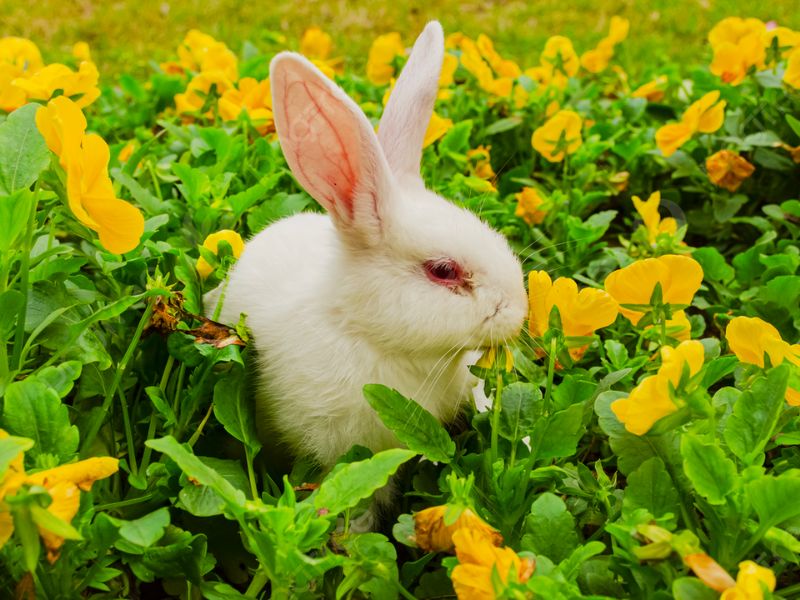Gặp con thỏ trong giấc mơ có phải là điều may mắn không?